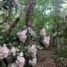 lavenderhoneycomb:A walk in the woods