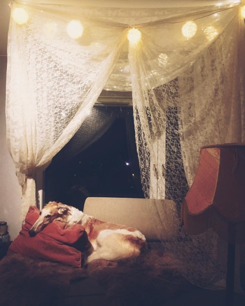 You deserve only the coziest and prettiest resting places my sweet little zoishine! #koira #borzoi 