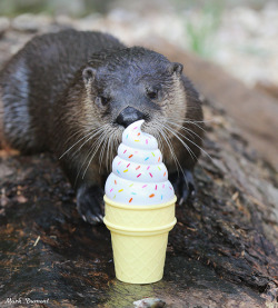 dailyotter: Summer Is for Ice Cream …Or