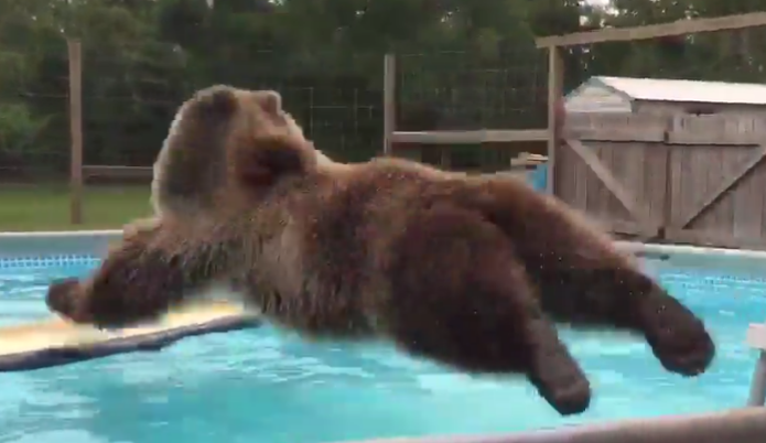 friendly-neighborhood-patriarch: the-white-frost:  urbanfantasyinspiration:   asianartiste:  dlubes:  bananashemmo:   thebestoftumbling:  grizzly bear having a swim I’ve been laughing for ten minutes straight   Bears are so weird I always forget they