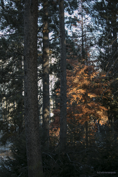 A Different kind of Forest Fire: Grand Teton National Park, Wyomingriverwindphotography, December 20