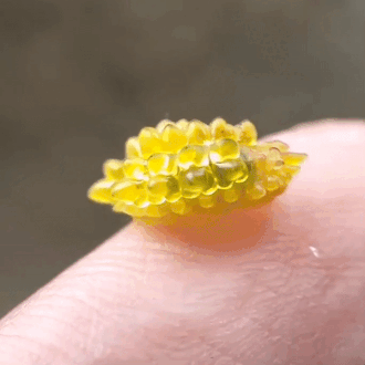 Yellow Slug Moth Caterpillar (olona Sp. Limacodidae) | Source