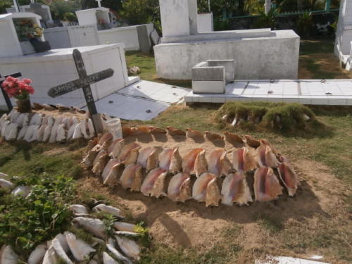 spectrometrie:seashell grave in Guadaloupe