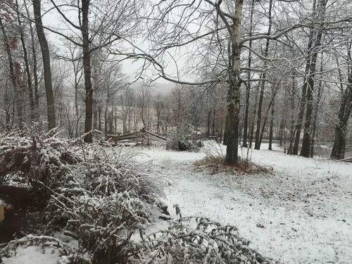 blueeyeporcelain:   so i took this photo of my front lawn today, because this is our first snow of the season and  i noticed i had a little friend dropping by to say hello  i guess you could say he’s just chillin out      