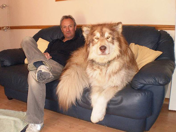 awesome-picz:  Dogs Who Don’t Understand How BIG They Are