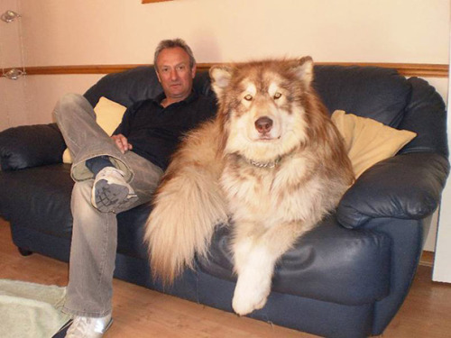 yo-morticia:  kingomd:  awesome-picz:  Dogs Who Don’t Understand How BIG They Are  Legendary pokemon   !!!!!!!!!!!!!