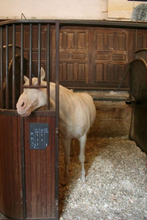 effiesequine:  Dreamiest place on earth Académie Équestre de Versaille.  Reblogging this makes me think of all the times autumnbramble has killed me by blogging amazing horse photos. PAyback