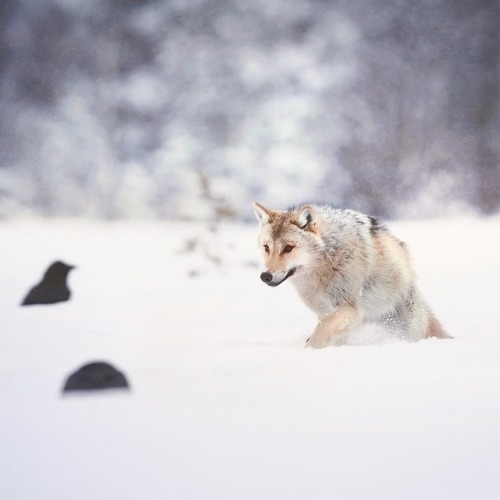 Porn wolfsheart-blog:  Grey Wolf  and Ravens photos