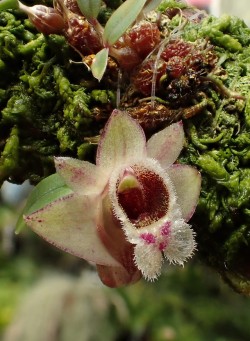 orchid-a-day: Dendrobium hekouense September