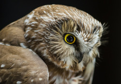 cloudyowl:  Northern Saw-whet Owl by natureseen 