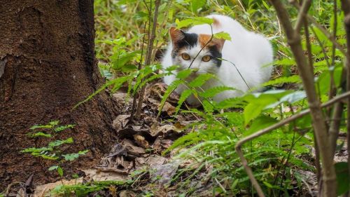 corocorone: #猫 #ネコ #ねこ #野良猫 #ノラネコ #僕らの居場所は言わにゃいで⠀ #NEKOくらぶ #みんねこwww.instagram.com/p/CXQ3tlAl