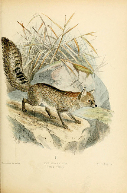 wapiti3:Dogs, jackals, wolves, and foxes: a monograph of the Canidae. With woodcuts, and 45 coloured