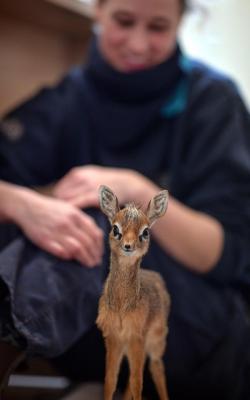 doggos-with-jobs:  Baby dik-dik at the Chester