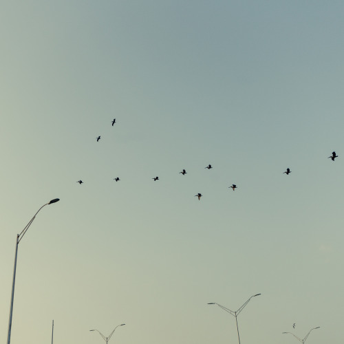 Deep south, Pelicans in the sky, Texas USA (2014)