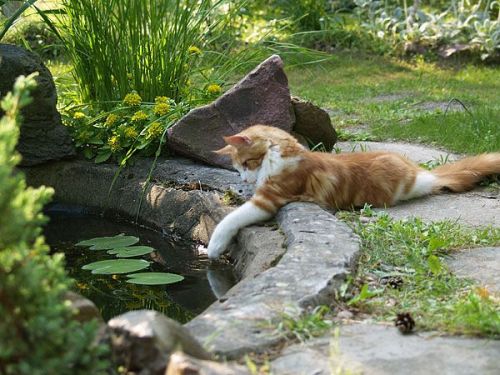 cinnamonappledoughnuts:[ID: A picture of an orange and white cat dipping its paw into a small pond w