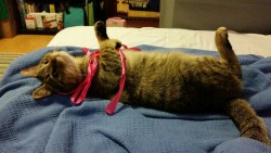 hitsujiuzumaki:  Jen is playing with some ribbon i gave her @jen-iii