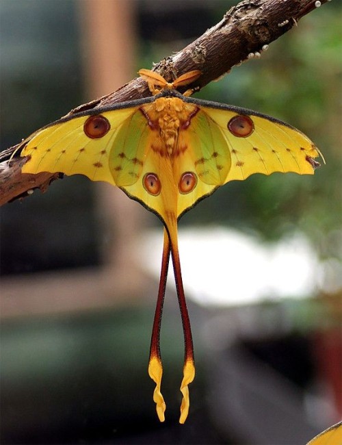 The Comet Moth Or Madagascan Moon Moth (Argema Mittrei) Is A Moth Native To The Rain Forests Of Madagascar.