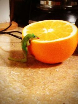 striboogie:awwww-cute:Little dude loves his orange  ……thip