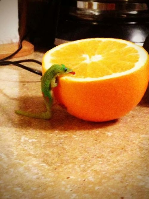 awwww-cute: Little dude loves his orange