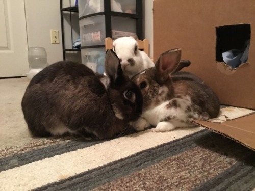 Bunny meeting in session. Topic of the Day: How to get more treats!