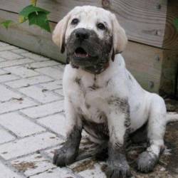 haha-woww:  thecutestofthecute:  Mud + Pup