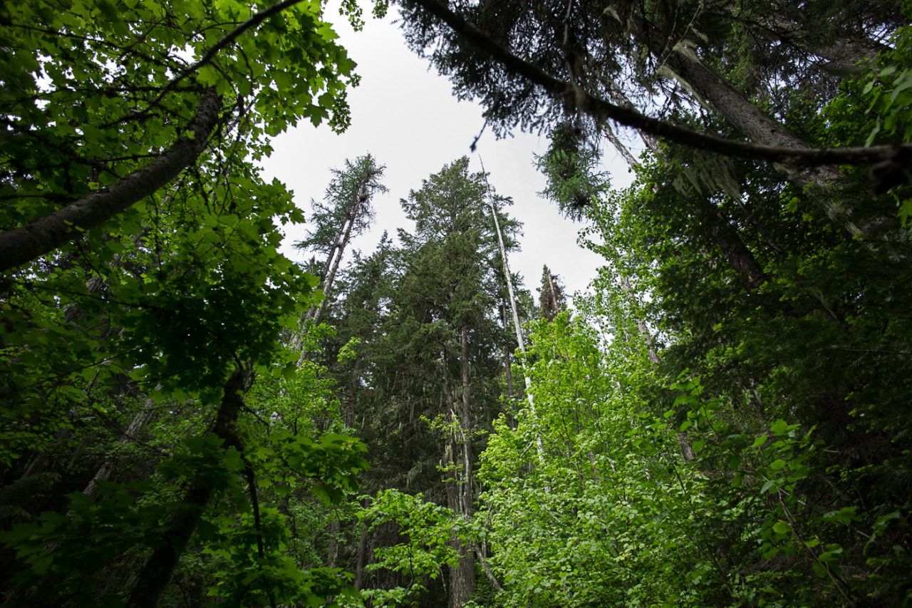 lobo-de-luna:  Adventures around Mt Spokane.Part 1