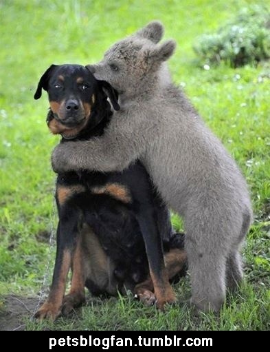 petsblogfan:  for more funny pets: http://petsblogfan.tumblr.com