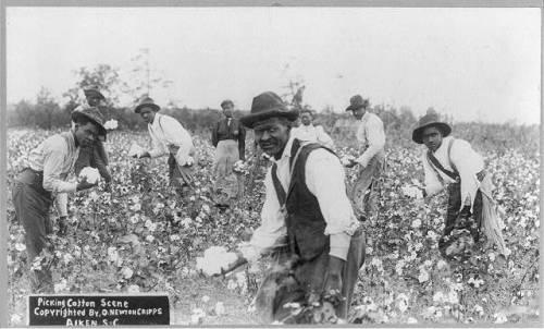 African-American men picking cotton in Aiken (South Carolina, c. 1902).