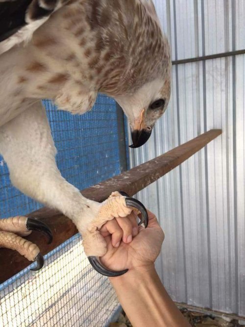 blunt-science:  The talons of an African Crowned Eagle compared to a Human hand.
