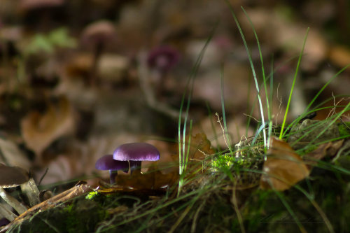 mushrooms21 by hubert61