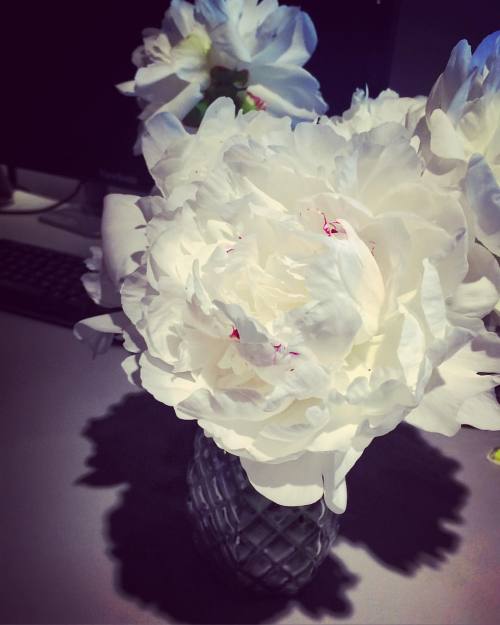 Okay so my coworker is too sweet! #peony #peonies #goodmorningsurprise #flowers #toosweet #gardentre