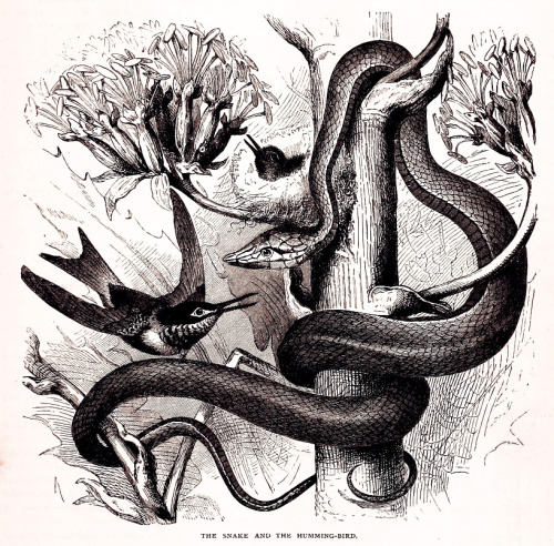 George Frederick Keller (1846–), ‘The Snake and the Humming-Bird’, &ldquo;St. Nicholas&rdquo;, #2, D