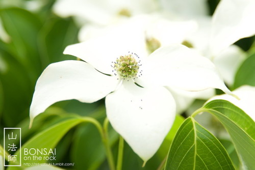山法師（ヤマボウシ）Kousa dogwood (Japanese dogwood)2018.5.26 撮影bonsai on the rock| Creema | BASE | Zazzle.co.