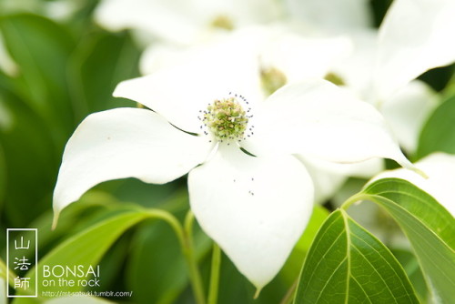 mt-satsuki - 山法師（ヤマボウシ）Kousa dogwood (Japanese...