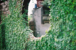 aphelia:  stone wall by Kasumi Angel on Flickr. 
