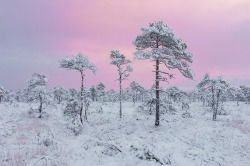 90377:   Morning in the bog by Siim Vaar