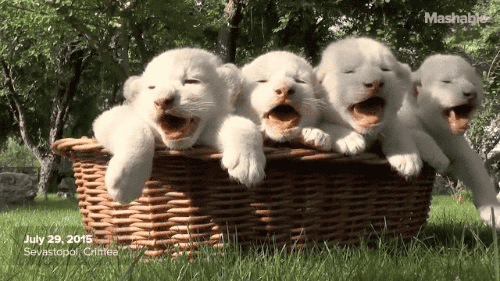 gifsboom:Sleepy Lion Cubs Cuter Than Any Kittens You’ve Seen.[video][Mashable]