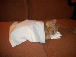 joeubrown:  Had to put the little guy down for a nap. Now I know why I kept all those tissues around.    Awwwwww :D