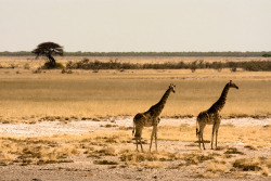 breathtakingdestinations:  Namibia - Africa (by Eric Montfort)  