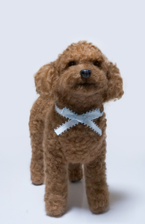 He is a toy poodle, named Marron. His hair is dark brown, was lingering to look for the wool of this