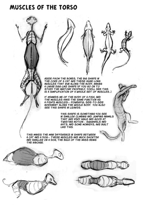 artthinks:anatoref:Animal Anatomy for AnimationHey this is from Sydney Padua!  She knows what she is