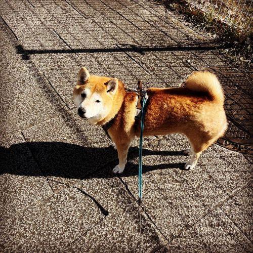 突然止まる犬 #shiba #shibainu #shibadog #shibastagram #しばいぬ #柴犬 #あさんぽ  www.instagram.com/p/CZWcPPS