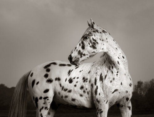 (1) Mark Harvey is a photographer renowned for his stunning animal studies. Carefully crafted lighti