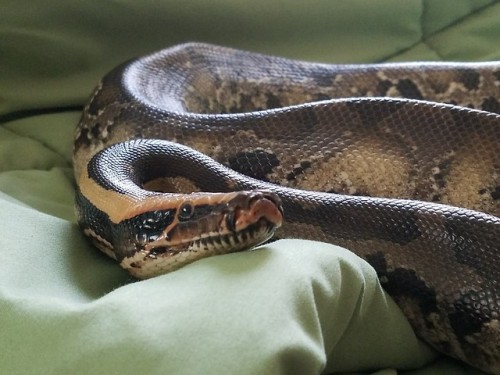 Watching me!Demeter, northern Sumatran Short Tail Python (P. curtus).