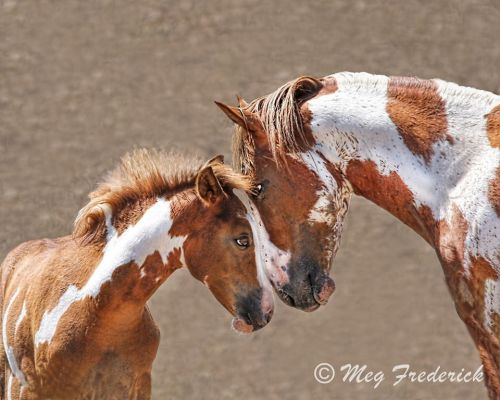 scarlettjane22:Wild stallion VanGogh taking a moment to tell his young son Michaelangelo to calm dow