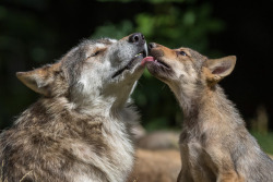 her-wolf:Wolf Love by  Laurent Maggiore 