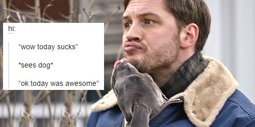 stripperdameron:  tom hardy + dogs (oops)   post of the millennium