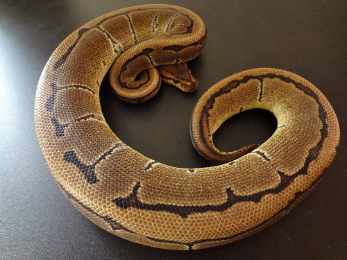 applepythons:Mufasa, Sarabi, and Pluto