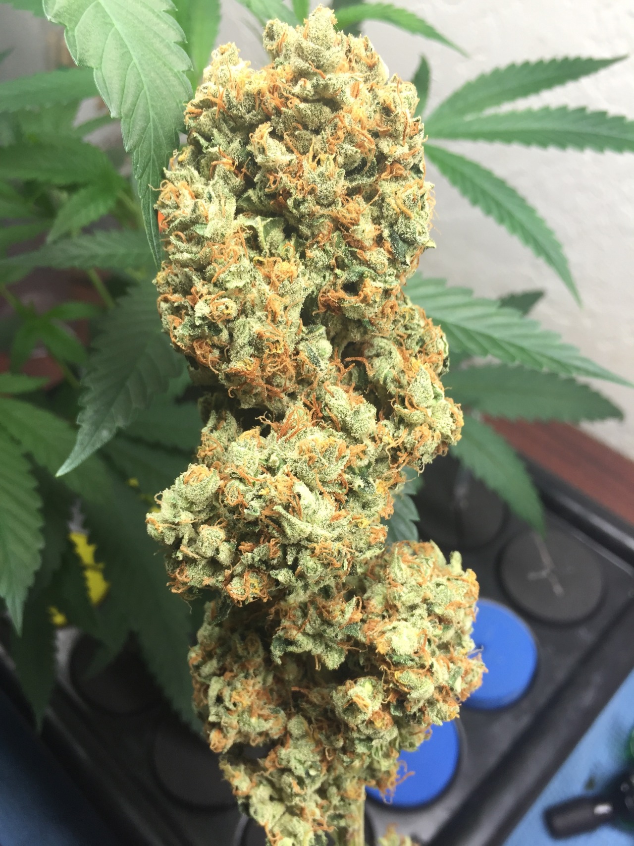 doobiedrewbie:  Big Bang on the branch vs nuggy. 👀🌲 