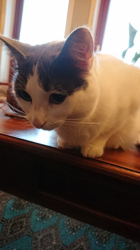 Only For @battlvann: My Mother In Laws Cat. Mmir The Mouser.